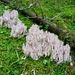 Ramaria pallida - Photo (c) Christian Apschner, some rights reserved (CC BY-NC), uploaded by Christian Apschner