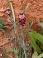 Platycapnos spicata
