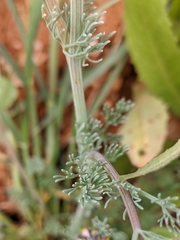 Platycapnos spicata