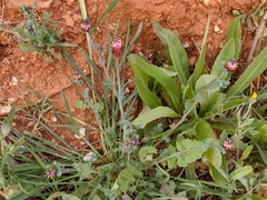 Platycapnos spicata
