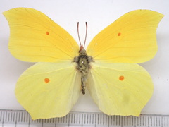 Gonepteryx aspasia niphonica