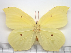 Gonepteryx aspasia niphonica