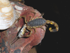 Olivierus martensii