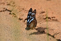 Graphium leonidas leonidas