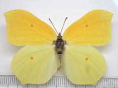 Gonepteryx aspasia niphonica