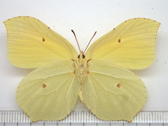 Gonepteryx aspasia niphonica