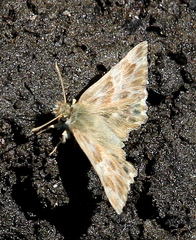 Muschampia baeticus