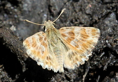 Muschampia baeticus