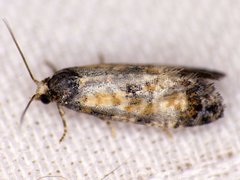 Neocochylis dubitana