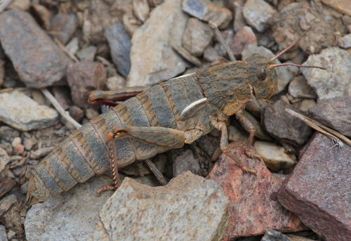 Rubio's Stone Grasshopper