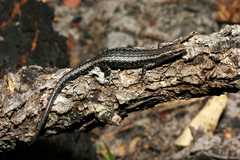 Cryptoblepharus buchananii