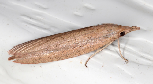 Meyriccia latro (Zeller, 1873)