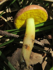 Aureoboletus gentilis