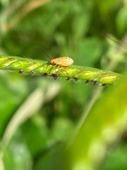Heteroptera