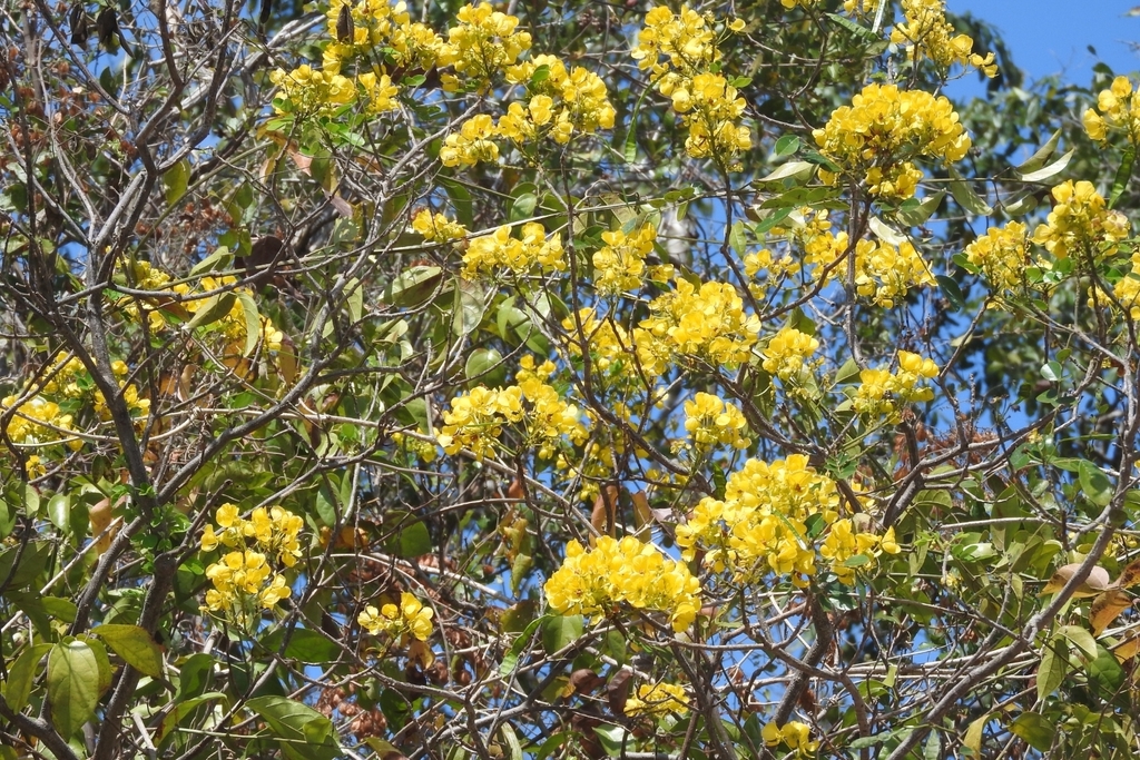 Senna racemosa; photograph (c) Sebastián de Jesús Herrera Buenfil, some rights reserved (CC BY)