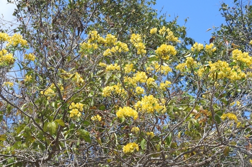 Senna racemosa, photograph 2