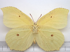 Gonepteryx aspasia niphonica