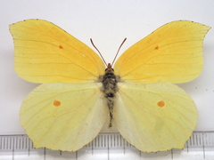 Gonepteryx aspasia niphonica