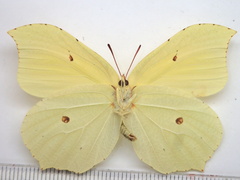 Gonepteryx aspasia niphonica