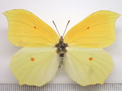 Gonepteryx aspasia niphonica