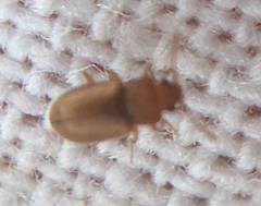 Cryptophagidae