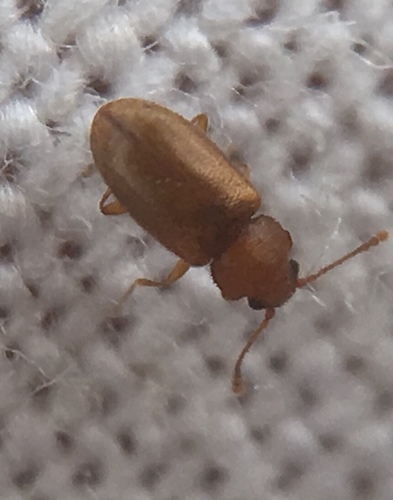 Cryptophagidae