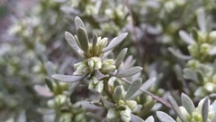 Thymelaea tartonraira