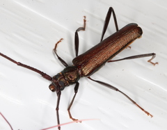 Xystrocera virescens