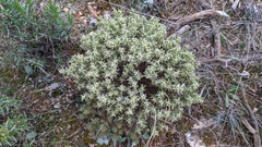 Thymelaea tartonraira
