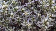 Thymelaea tartonraira