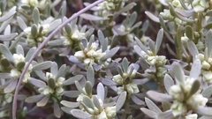 Thymelaea tartonraira