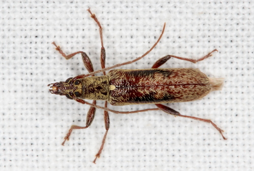 Lygesis mendica