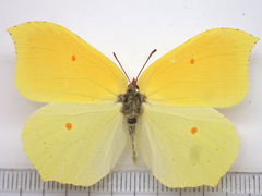 Gonepteryx aspasia niphonica