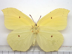 Gonepteryx aspasia niphonica