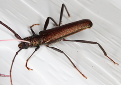 Xystrocera virescens