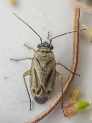 Phyllopidea