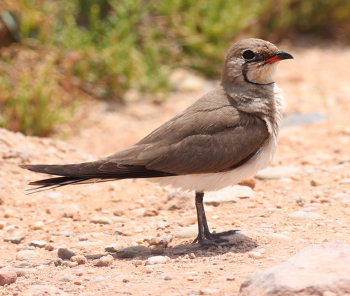 Canastera común (Glareola pratincola)