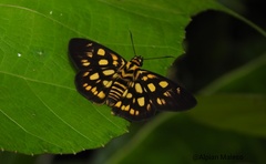 Odina chrysomelaena