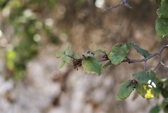 Quercus alpescens