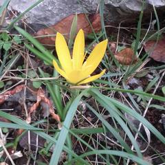 Sternbergia lutea greuteriana