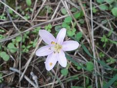 Colchicum boissieri