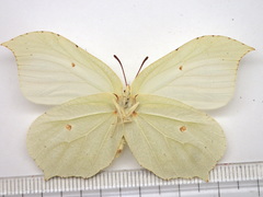 Gonepteryx aspasia niphonica