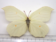 Gonepteryx aspasia niphonica