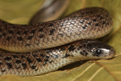 Atractus pantostictus