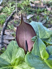 Arum palaestinum