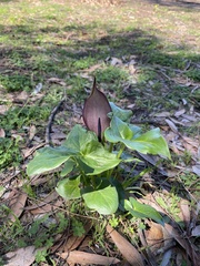 Arum palaestinum