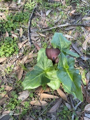 Arum palaestinum