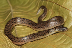 Atractus pantostictus