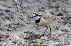 Charadrius thoracicus
