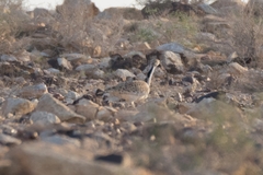 Chlamydotis macqueenii